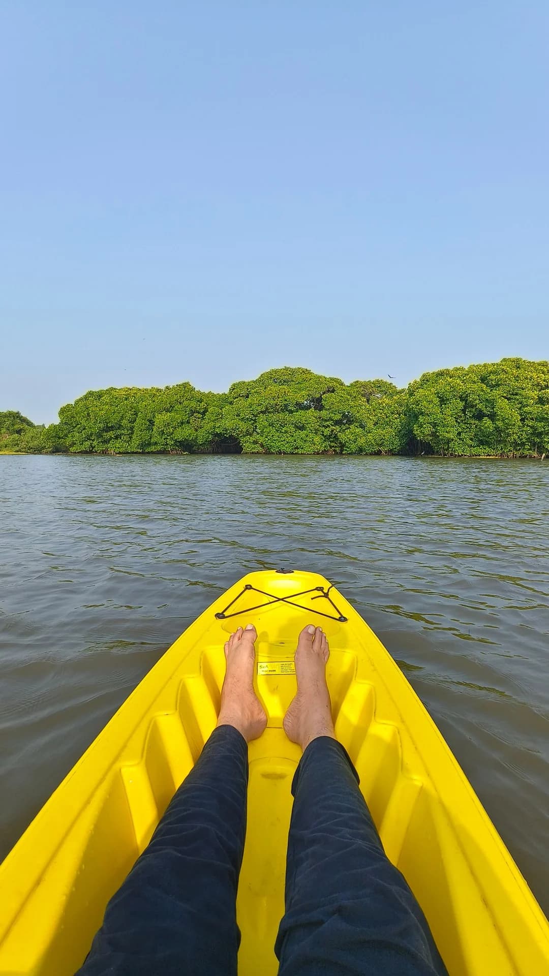 Mangrove creek kayak, morning paddle