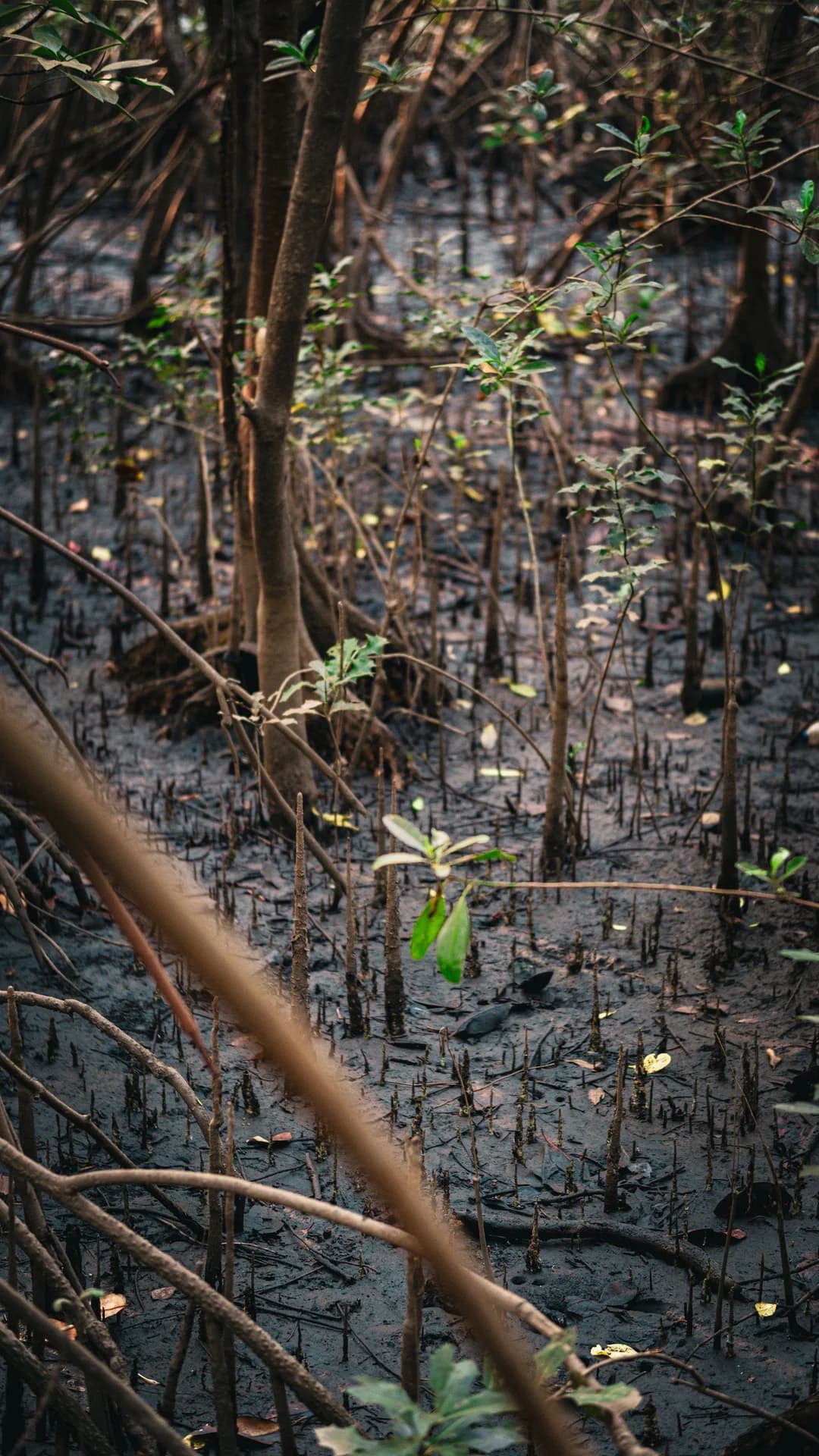 Mangrove creek kayak, morning paddle