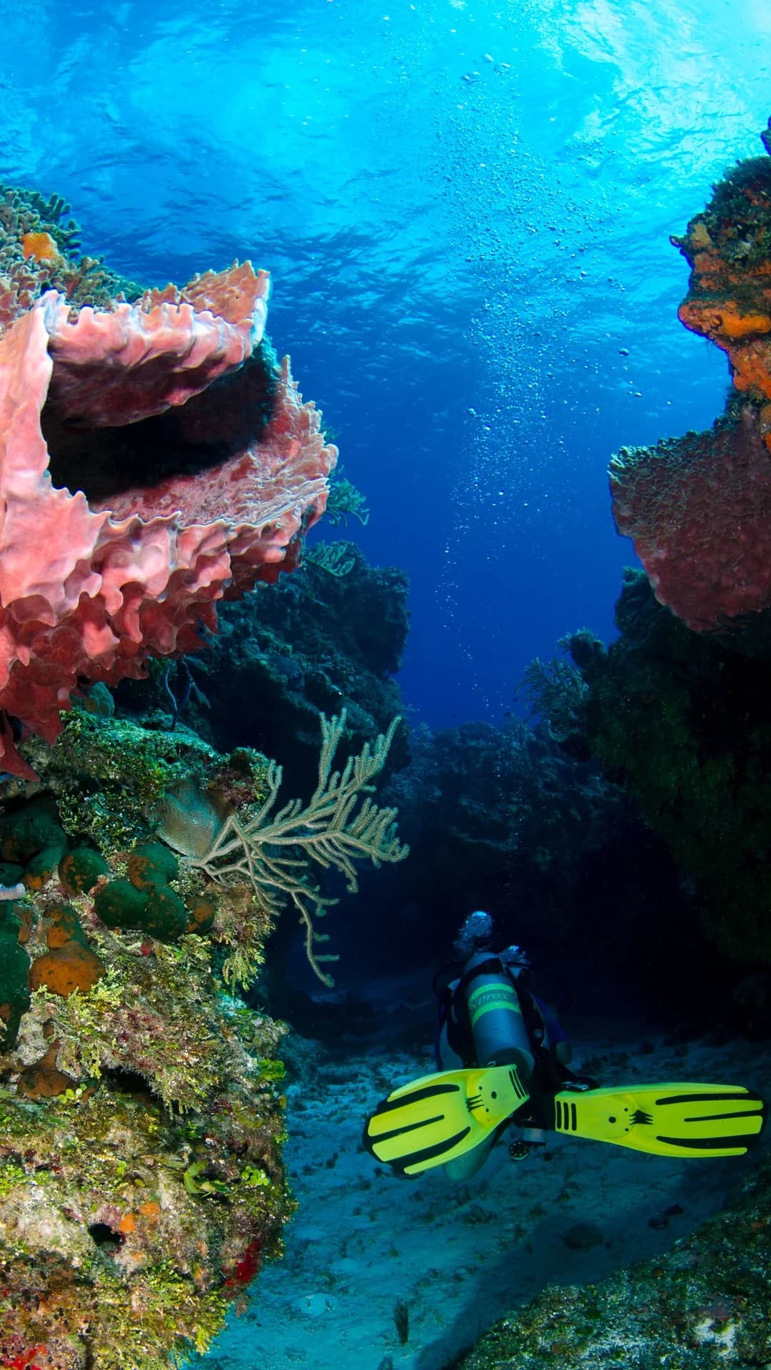 Discover scuba dive at Nemo Reef